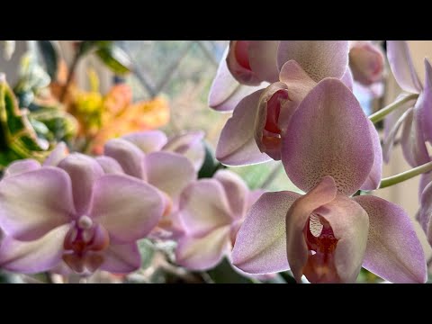 Видео: Mои фаленопсисы! Часть вторая 😁 Kухонные джунгли и другие замечательные места😄