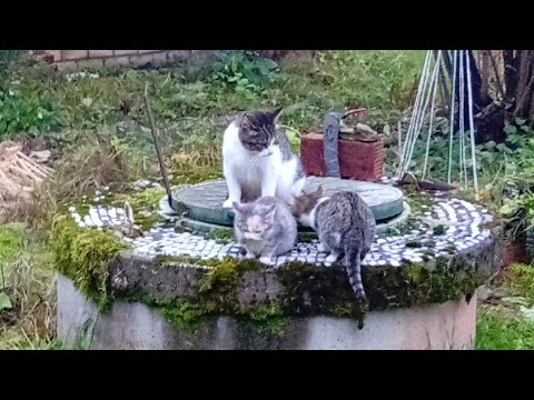 Видео: Как кошка натаскивает котят.