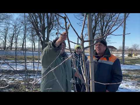 Видео: Особенности обрезки интенсивного яблоневого сада.