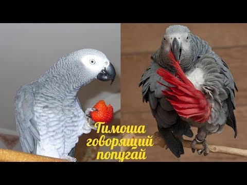 Видео: Тимоша говорящий попугай, порода Жако. Подборка видео #3