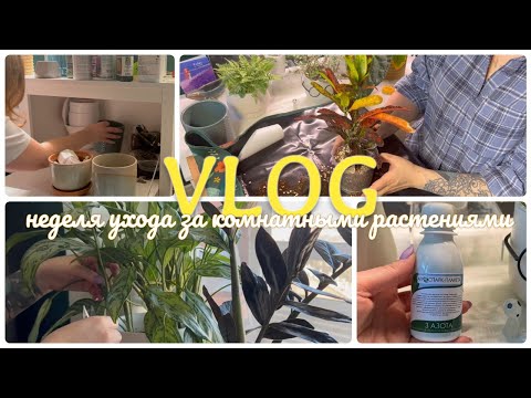 Видео: ВЛОГ | Неделя ухода за КОМНАТНЫМИ РАСТЕНИЯМИ