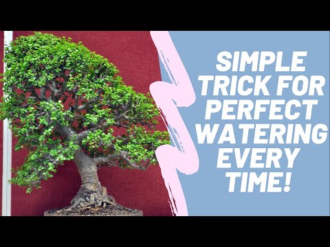 Видео: Секрет полива бонсай из портулакарии Афра ~ Мини-жадеит ~ Всегда правильно - Elephant Bush
