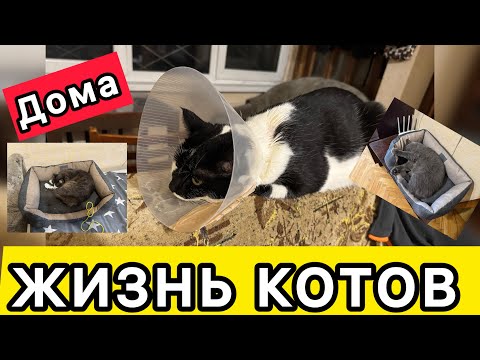 Видео: Домашние КОТЫ 🐱 тоже болеют❗️