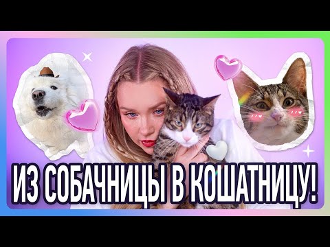 Видео: МОЙ ОПЫТ СОДЕРЖАНИЯ И ВОСПИТАНИЯ КОТИКА И СОБАКЕНА