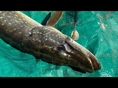 Видео: Рыбалка на спиннинг. Рыбалка на спиннинг с лодки. Осенняя рыбалка на спиннинг. Ловля щуки на блесны.