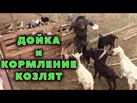 Видео: Дойка коз на улице и кормление толпы козлят