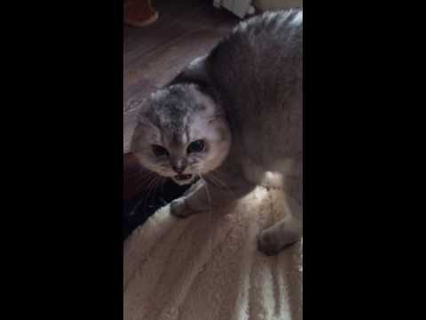 Видео: Кот испугался косметической маски на лице))))))