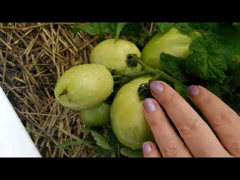 Видео: обзор, сибирский карлик в грунте в грядке, как завязал. 🍅