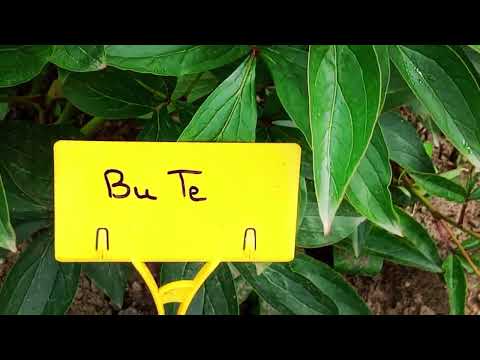 Видео: Пионовый рай в Ботаническом саду.Минск. Беларусь.