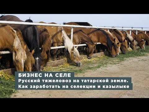 Видео: Бизнес на селе #41. Русский тяжеловоз на татарской земле. Как заработать на селекции и казылыке