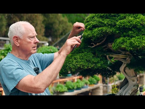 Видео: Новейшая публичная коллекция бонсай в США | Ботанический сад Олдриджа