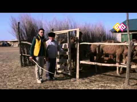 Видео: "Атакәсіп" (011) - 15.03.15