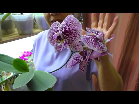 Видео: Почему у каждой орхидеи есть цветонос? Как удобрять орхидеи?