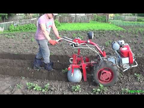 Видео: Первое окучивание картошки мотоблоком 2018.