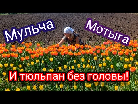 Видео: Мульчирование КЛУБНИКИ.Прополка САЛАТА.Обрезка ЦВЕТОНОСОВ ТЮЛЬПАНОВ.