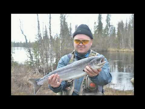 Видео: Рыбалка на Кольском, реки Индель и Пана