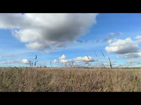 Видео: Поле. ч.10. Октябрь 2025