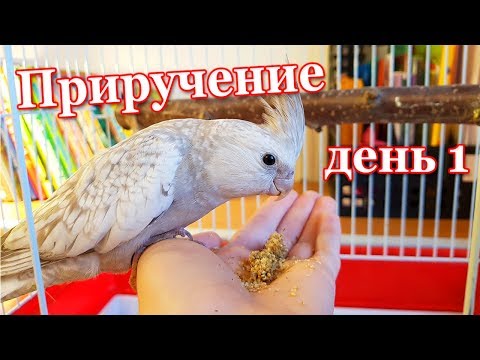 Видео: Как Приручить Попугая к рукам. День 1. | Рокки Life