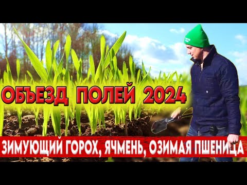Видео: Выпирание всходов. Состояние озимой пшеницы, зимующего гороха и ячменя на 28.02.2024. Рентабельность