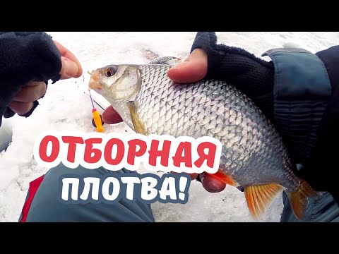 Видео: С ТАКОЙ ПЛОТВОЙ никакой щуки не надо!!! БЕЗМОТЫЛКА ГВОЗДЕКУБИК рулит!