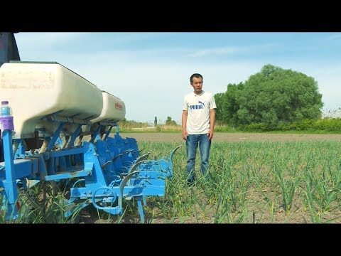 Видео: Сарымсак эң кирешелүү бизнеспи?\Жашыл чарба