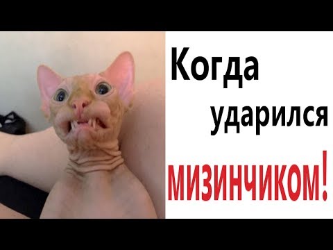 Видео: Лютые приколы. КОГДА УДАРИЛСЯ МИЗИНЧИКОМ!!! Самое смешное видео! Засмеялся проиграл! - Domi Show!