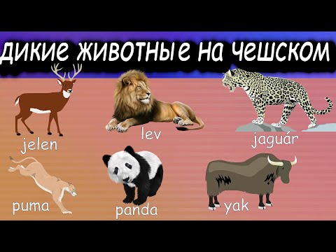 Видео: Дикие животные на чешском ч2