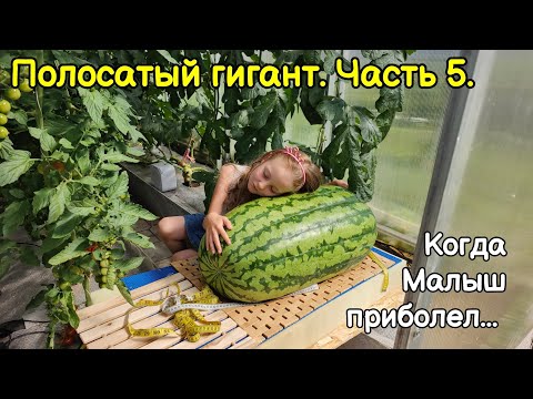 Видео: Полосатый гигант. Часть 5. Когда Малыш приболел.