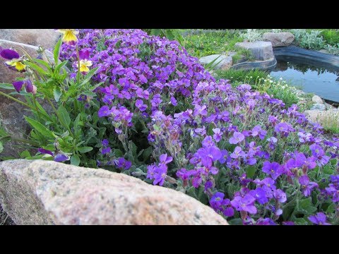 Видео: Обриета (аубреция) – кратко о выращивании