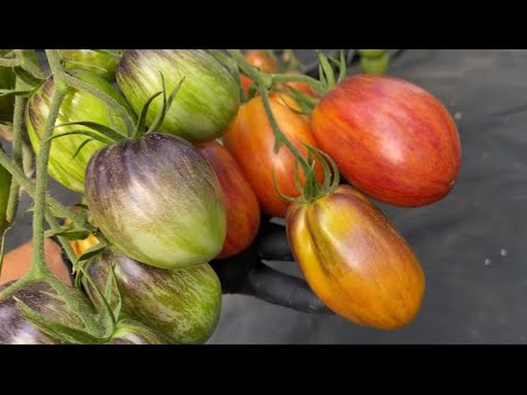 Видео: Обзор сортов Софии Сааковой 1 ч