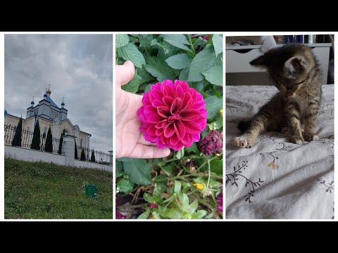 Видео: VLOG 510: САМОЕ ГЛАВНОЕ ЧУДО СВЕТА!