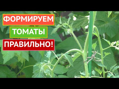 Видео: ПОЧЕМУ ВАЖНО ФОРМИРОВАТЬ ТОМАТЫ И КАК ПРАВИЛЬНО ЭТО ДЕЛАТЬ!