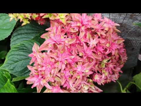 Видео: 3.07.25.Обзор крупнолистных гортензий