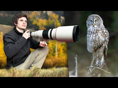 Видео: Я провел осень, фотографируя дикую природу в Йеллоустоуне