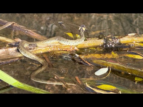 Видео: 🎣 Рибалка на Окуня 🎣 І зустіч неочікувана на Річці. 01.11.2025