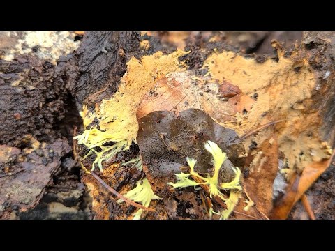 Видео: Как получить ПЛОДОРОДНЕЙШУЮ ПОЧВУ за короткий срок.