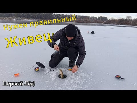Видео: ПЕРВЫЙ ЛЁД 2025-2026! ЩУКА порадовала!) рыбалка на жерлицы! ловлю живца на Иркуте.