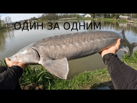 Видео: Рыбалка на осетра . Как ловить осетра .