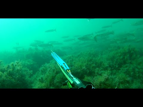 Видео: Подводная охота в Черном море 2023. Октябрь. Осенний ход. Часть №1.