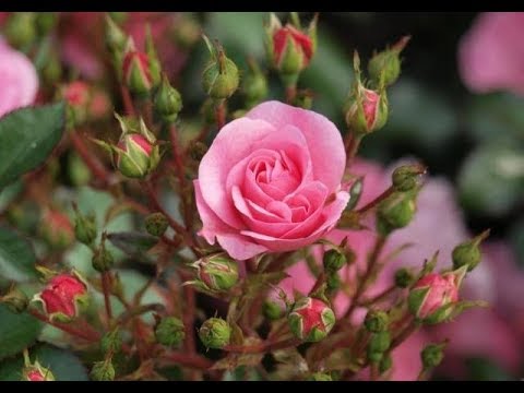 Видео: Сажайте розы правильно! Почва, удобрение, выбор места!