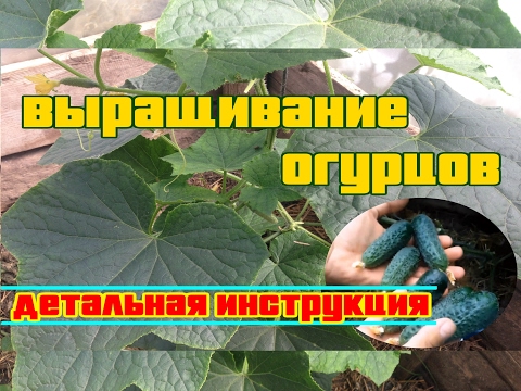 Видео: ВЫРАЩИВАНИЕ ОГУРЦОВ (ДЕТАЛЬНАЯ, ПОЭТАПНАЯ ИНСТРУКЦИЯ)