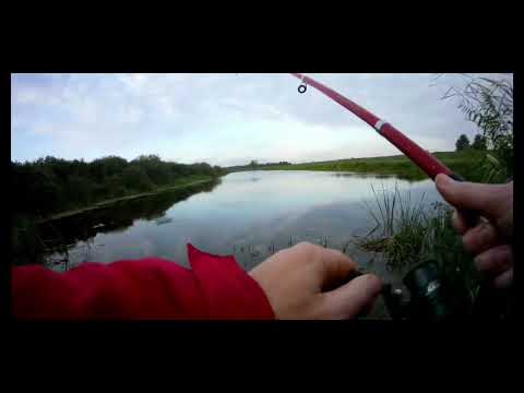 Видео: Утренний жор окушка.Ловля окуня на живца.