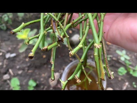 Видео: Разговариваем и сажаем черенки роз