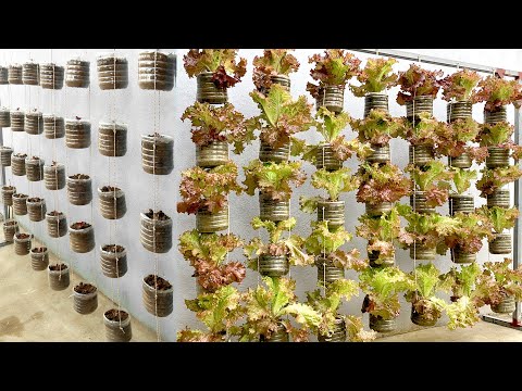 Видео: Если у вас нет сада, это отличная идея выращивать овощи, чтобы обеспечить семью.