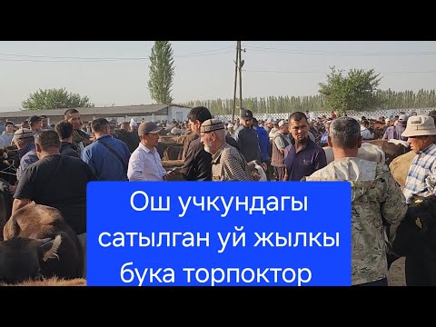 Видео: ОШ УЧКУН МАЛ БАЗАР 7 Сентябрь 2025 жыл Сатылган уй жылкы бука торпоктор #базар #видео #рекомендации 