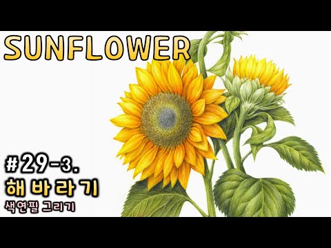 Видео: [Цветочный рисунок / Ботаническое искусство] № 29-3. Цветной карандашный рисунок подсолнечника-2