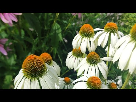 Видео: Ботанический сад Брянск 20.07.2024