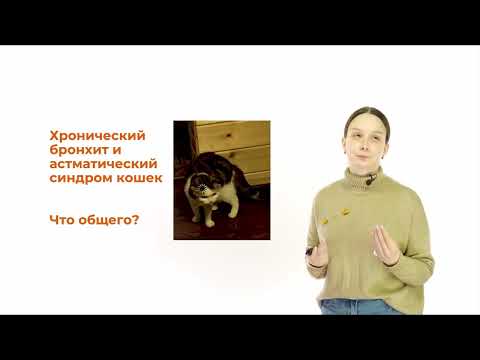Видео: Болезни бронхов кошек и собак