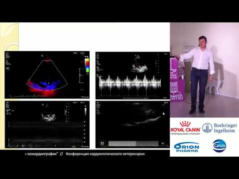 Видео: Комолов А. Г. - Протокол эхокардиографии