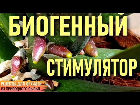 Видео: ❗️БИОГЕННЫЙ СТИМУЛЯТОР ДЛЯ ОРХИДЕЙ - КОРНИ, ЛИСТЬЯ И ЦВЕТОНОСЫ ЗА 2 НЕДЕЛИ! ЗОЛОТОЙ УС ДЛЯ ОРХИДЕЙ❗️
